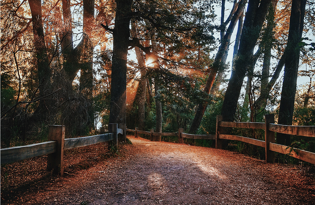 A forest path at golden hour.