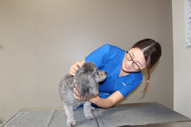 Images CityVet | Alexandria King Street