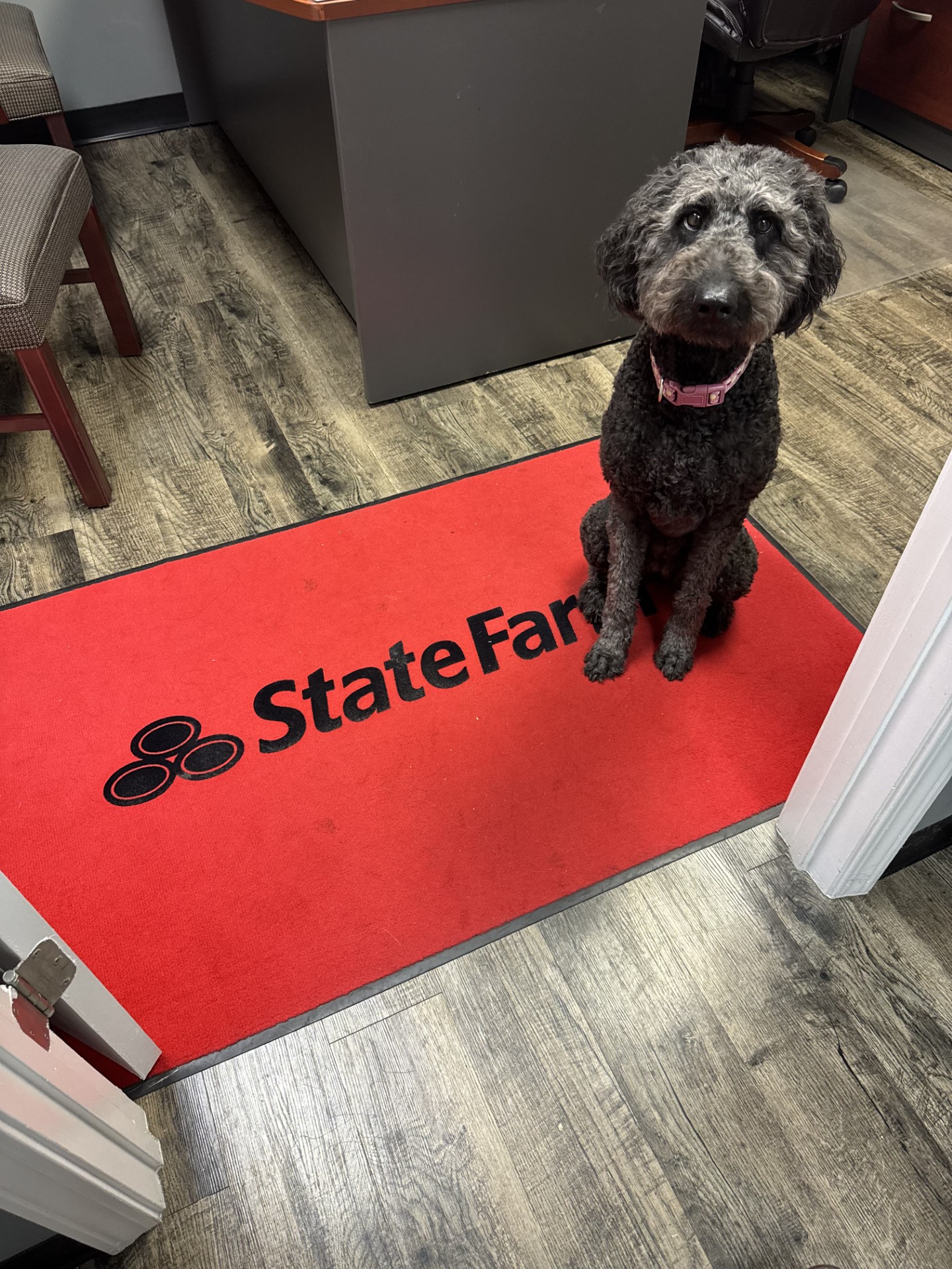 Pet Insurance in Greenville SC