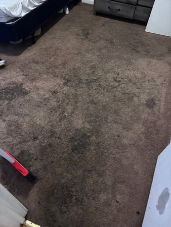 Images Peachtree Carpet Cleaners