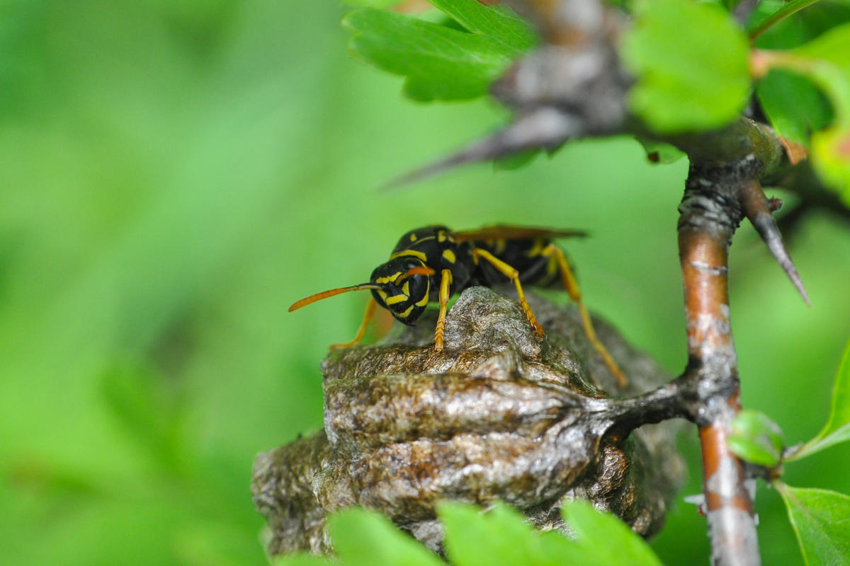 Felix Gartenbau & Wespen entfernen Zürich, Hegibachstrasse 9 in Zürich