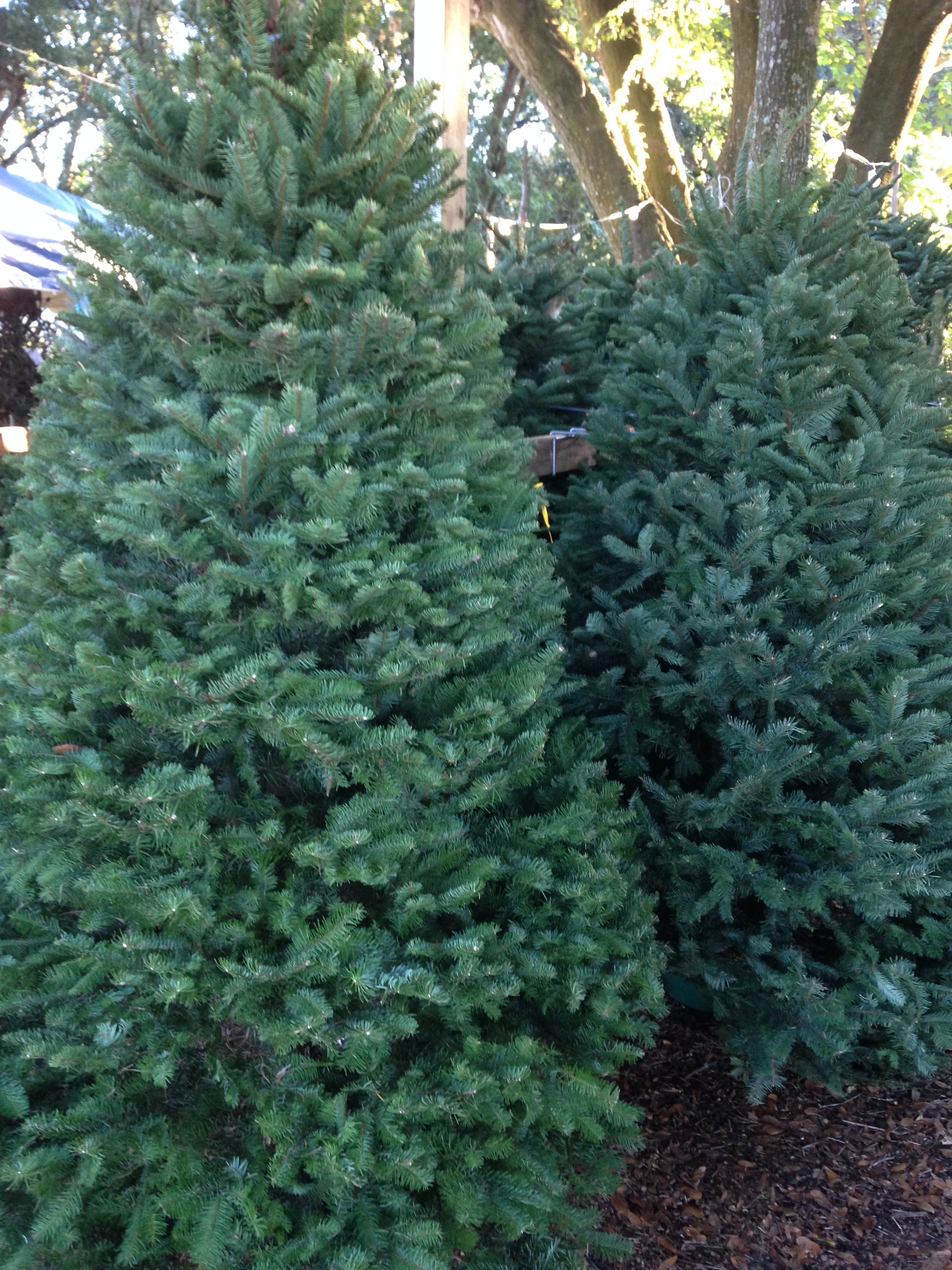 Oregon grown -  premium Noble Fir- Christmas trees