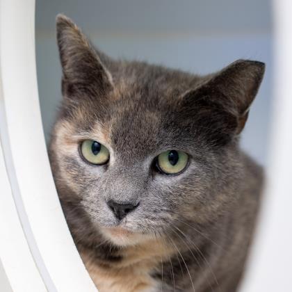 Images The Humane Society of Charlotte