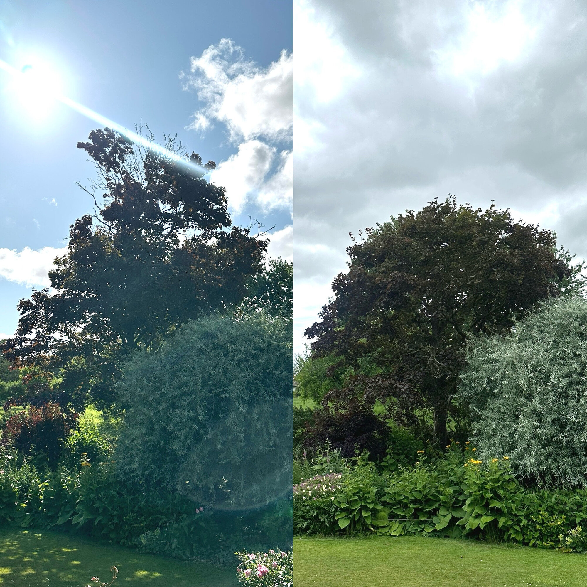 Images Trident Tree Solutions Ltd.