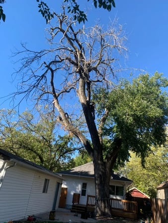Images ICT Tree Service