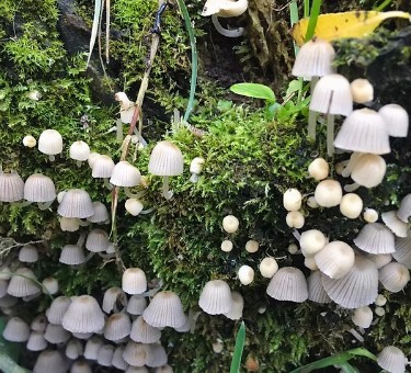 Down the Rabbit Hole Therapies 5