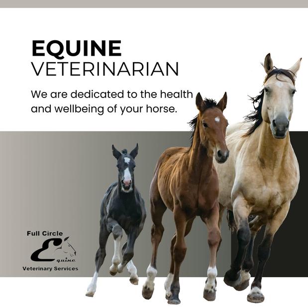 Images FULL CIRCLE EQUINE VETERINARY SERVICES