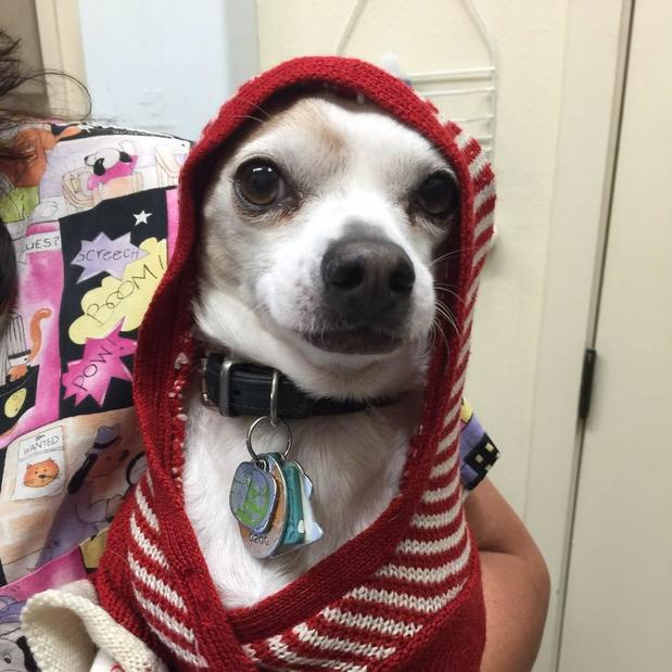 Images Oak Park Veterinary Clinic