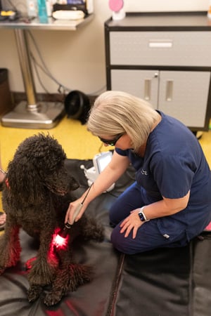 Images VCA Angel Animal Hospital