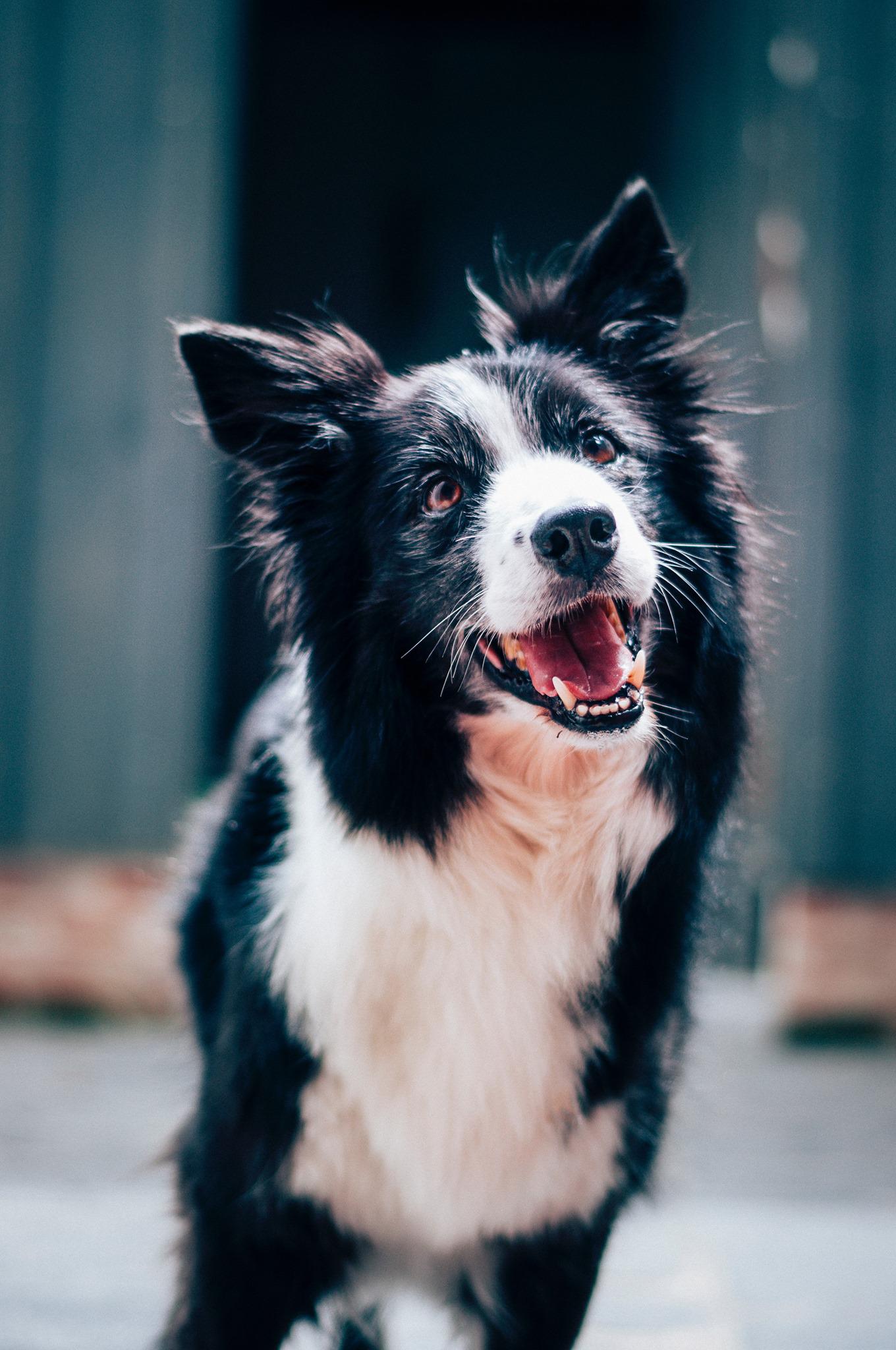 Does your pet need nutritional advice consultations? Woof Gang Bakery and Grooming Wichita provide access to organic, premium,and raw diets, and a wide range of holistic supplements for companion animals.