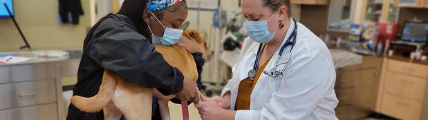 Images VCA Old Marple Animal Hospital