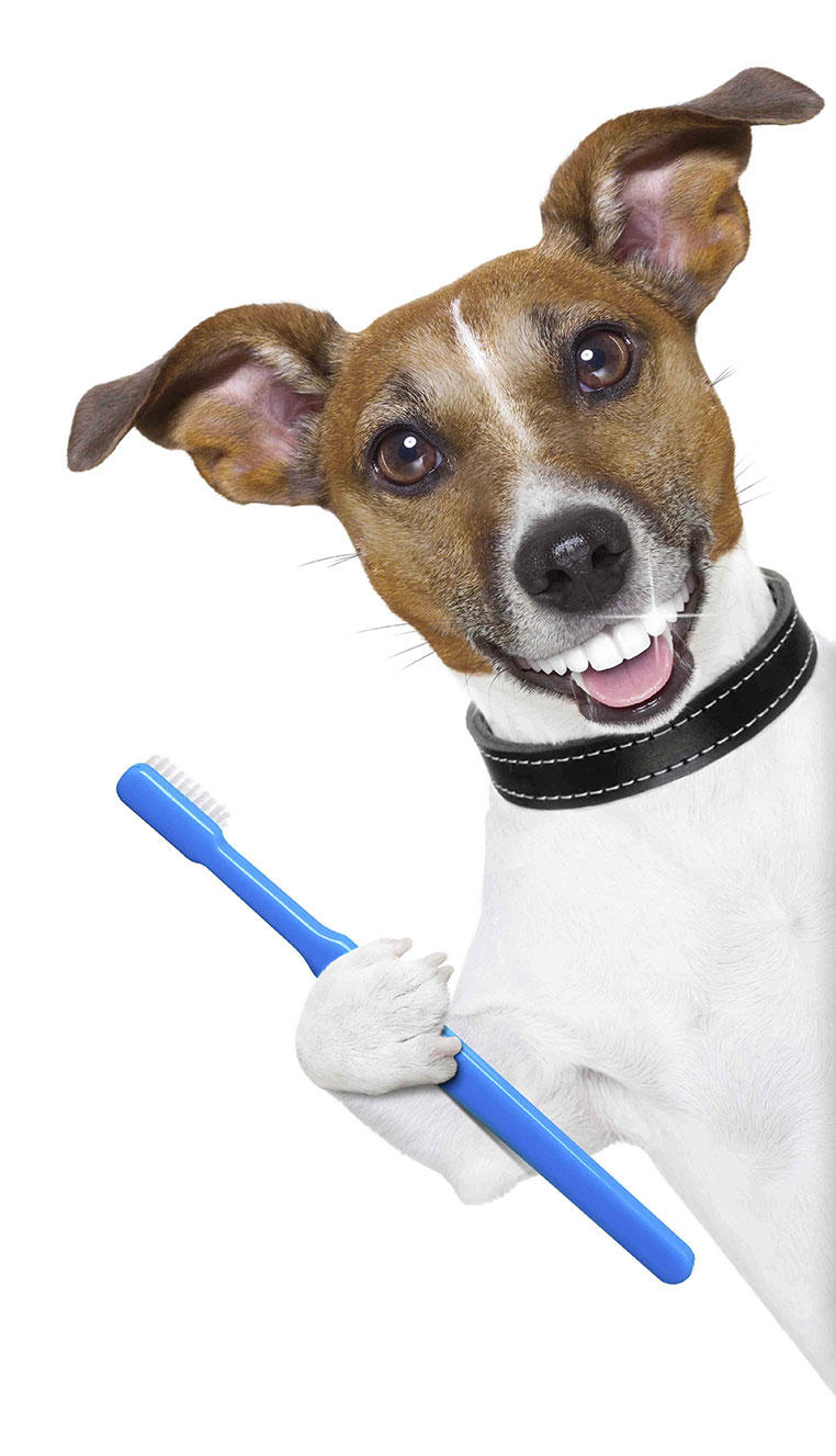 Как правильно ухаживать за зубами собаки Как правильно ухаживать за зубами собаки