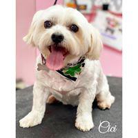Images Woof Gang Bakery and Grooming Pompano Beach