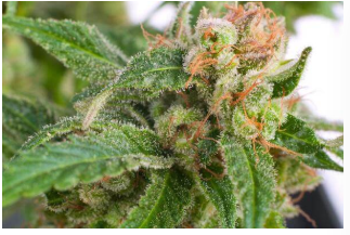 Speropharm GmbH - CBD Grosshandel, Ausserfeldstrasse 14 in Oberentfelden