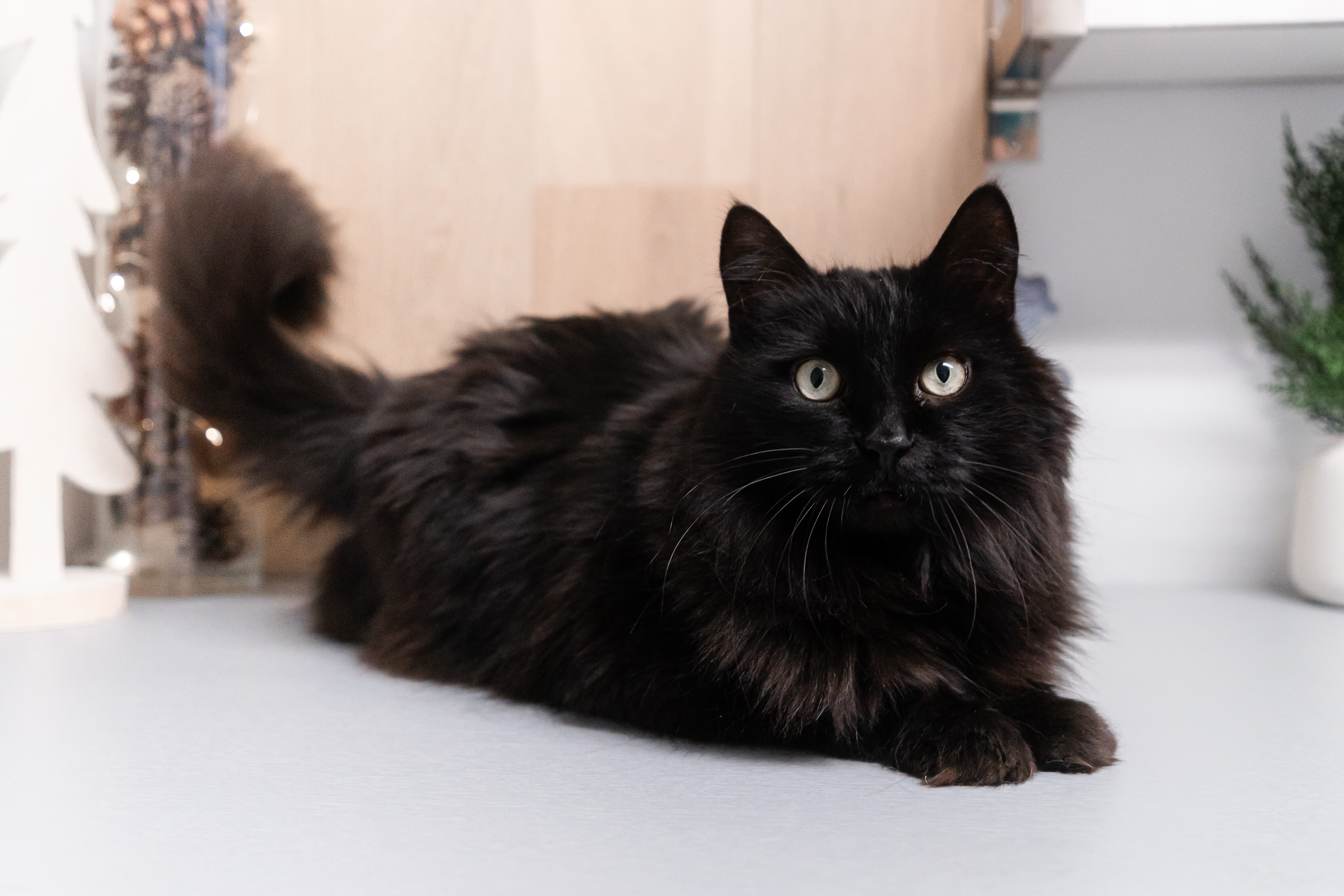 Images Clinique Vétérinaire Quartier Dix30