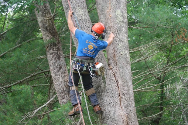 Images Colonial Tree Service