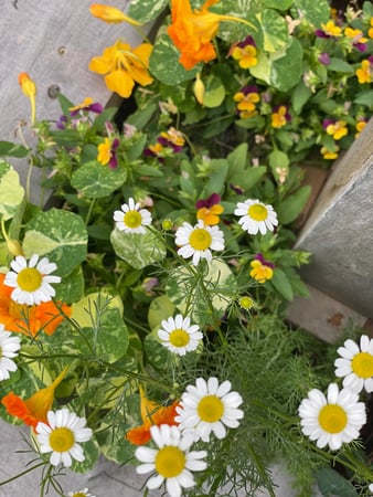 Images Edible Gardens Inc