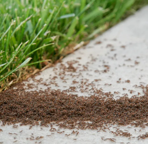 Images Xtreme Pest Control