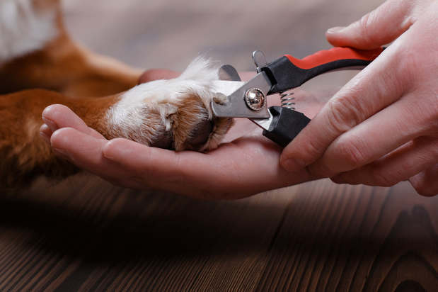 Images Emergency Pet Care - Annie Bowes DVM