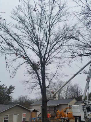 B&B Tree Management, LLC Photo