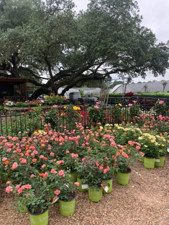 Images Rosehill Palms Landscaping & Garden Center