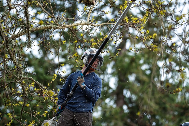Images Branching Out Tree Care, LLC