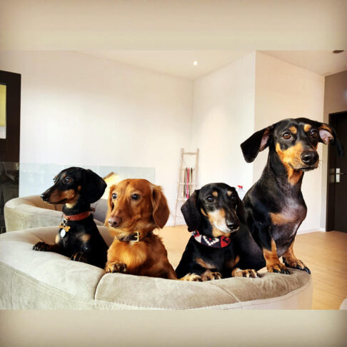 MY DOG COMPANY GmbH, Alderstrasse 28 in Zürich