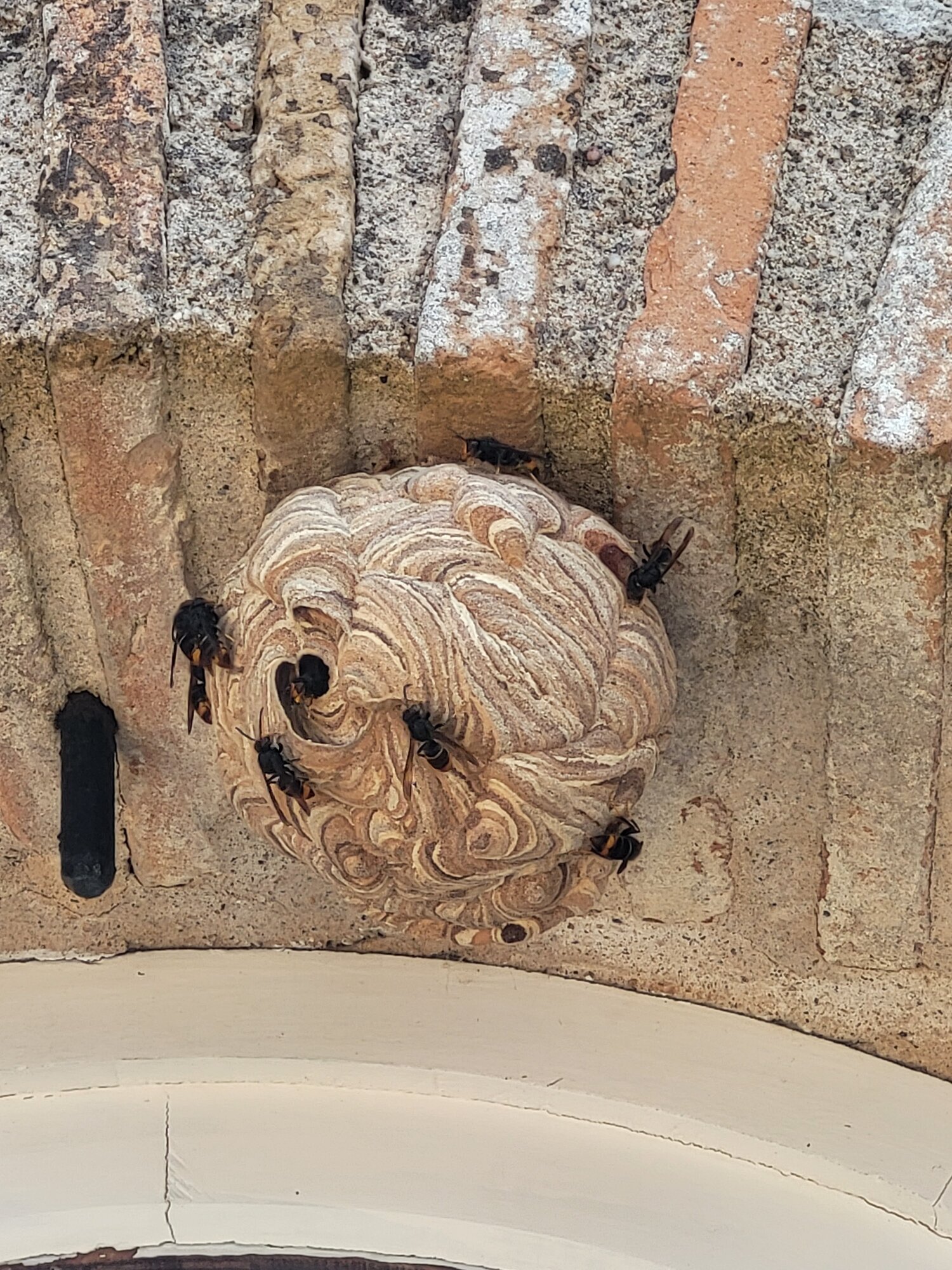 Images CLG Nuisibles-Guêpes-Frelons