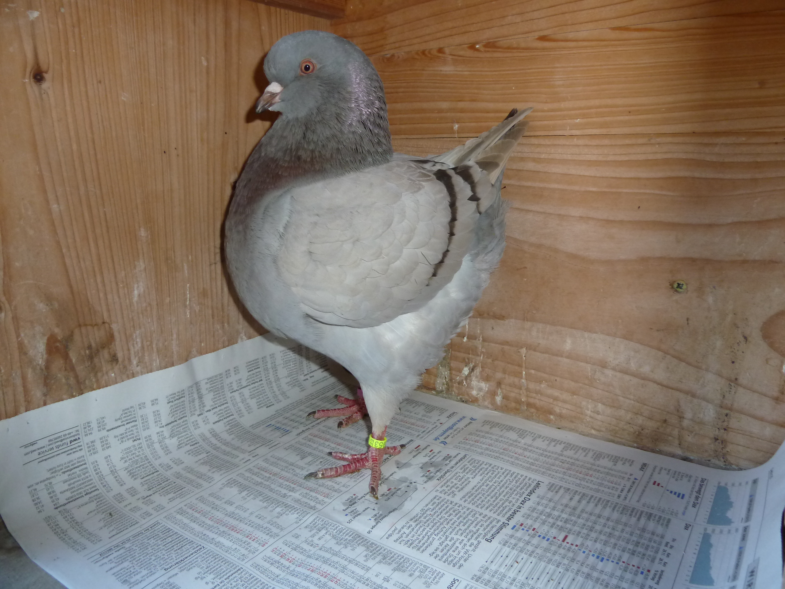 Rolands Futterhäuschen, Demminer Landstr. 2 in Anklam