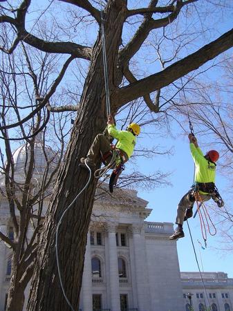 Images Boley Tree & Landscape Care Inc