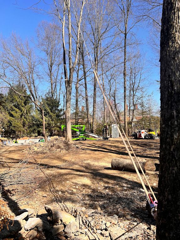 Images Creekside Arborists