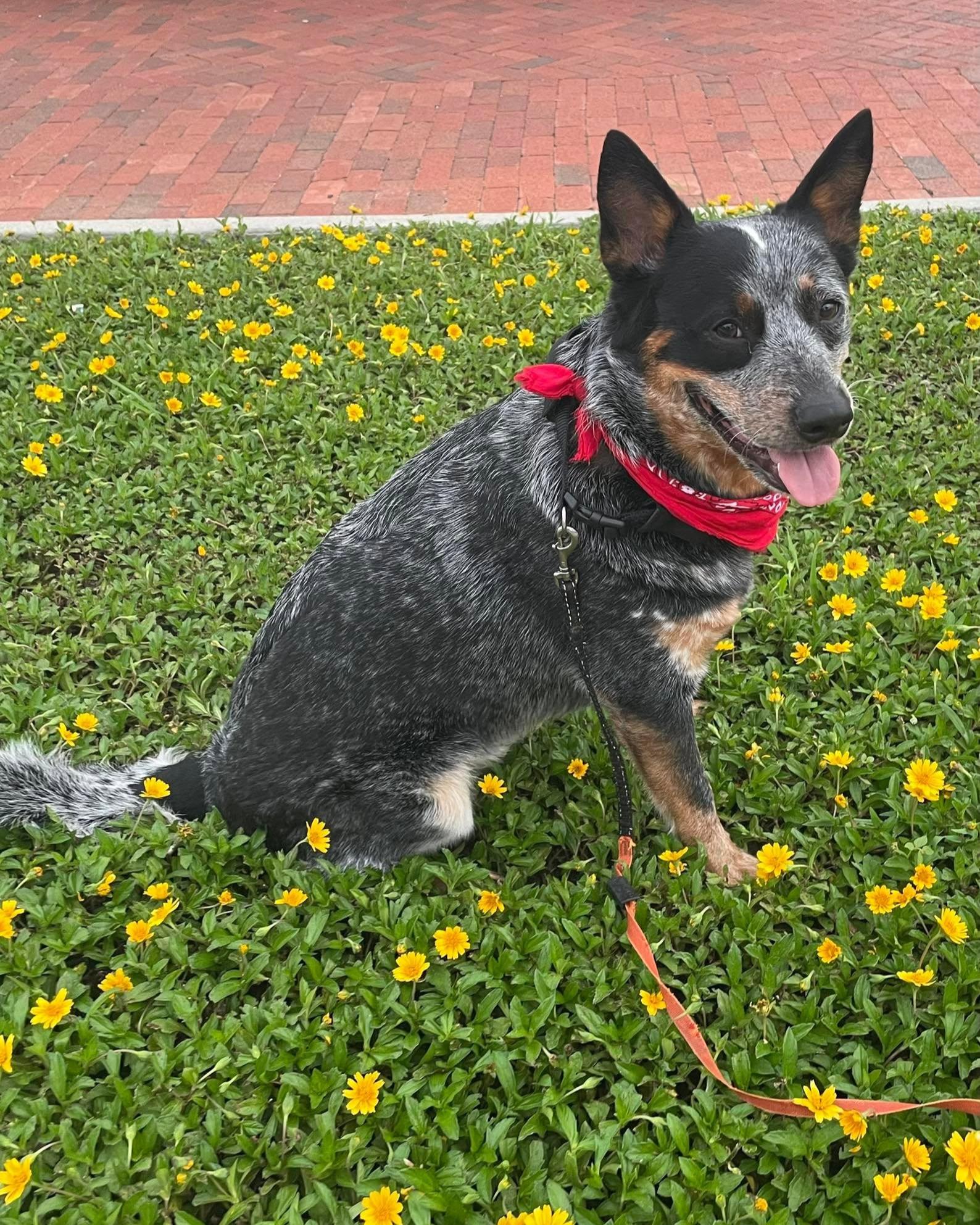 National Dog Day is a great time to celebrate our favorite four legged coworkers! They may not officially work in our office, but they are definitely part of the team!