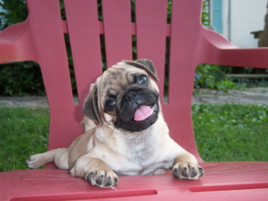 The Pug Barn