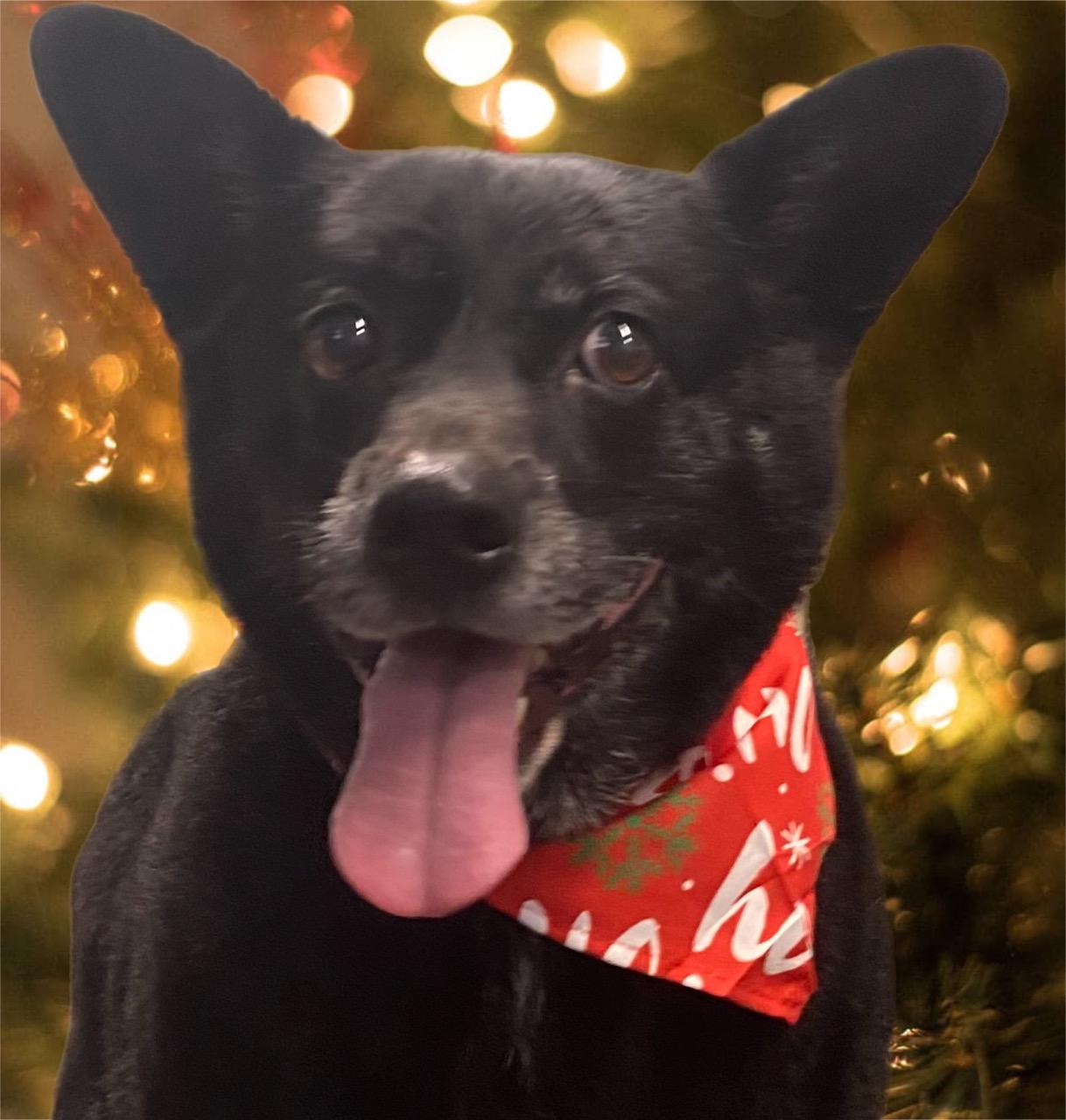 Sittin' Pretty Pet Grooming