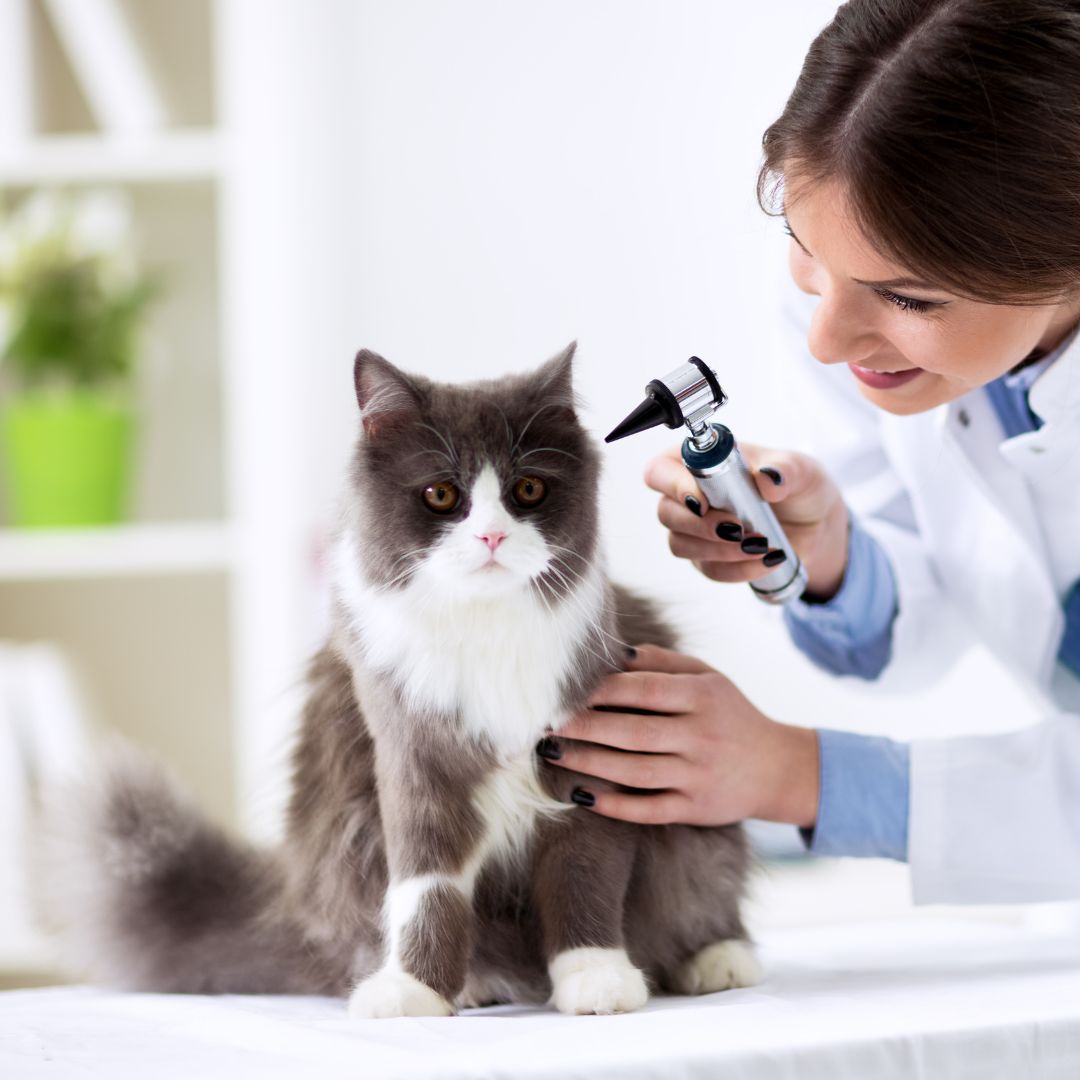 Images Vet & Cie Brossard | Vétérinaire indépendant & québécois, Toilettage, Parc canin, Urgences chiens et chats | Montérégie