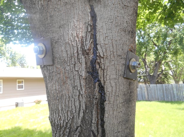 Images Wellman Tree Service