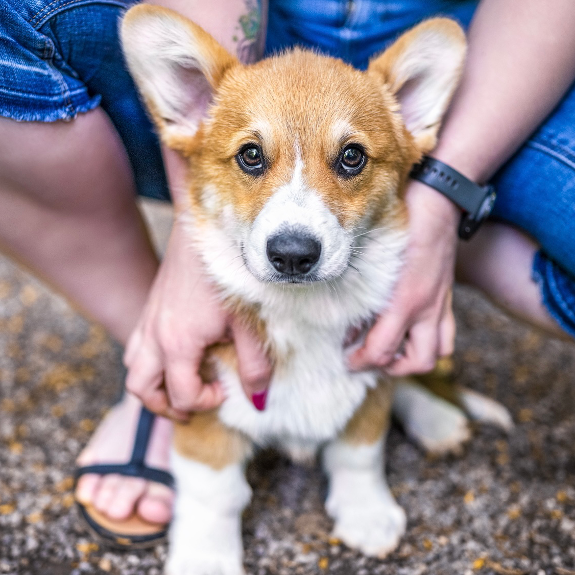 Bilder A-Z-Hundetraining
