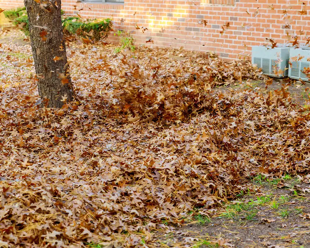 SunnySide Landscapes Image
