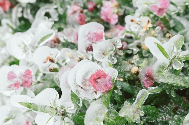 Images A Joy Story Photography