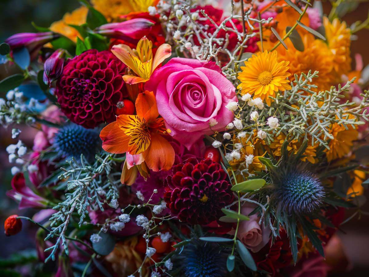 Bilder Der Holländer Blumen aus aller Welt