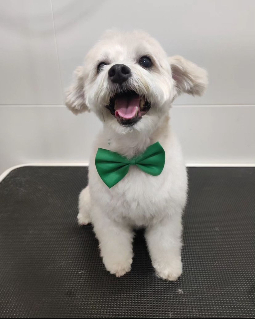 Images Mascota Avenue - Centro Veterinario y Peluqueria Canina/Felina Poblenou