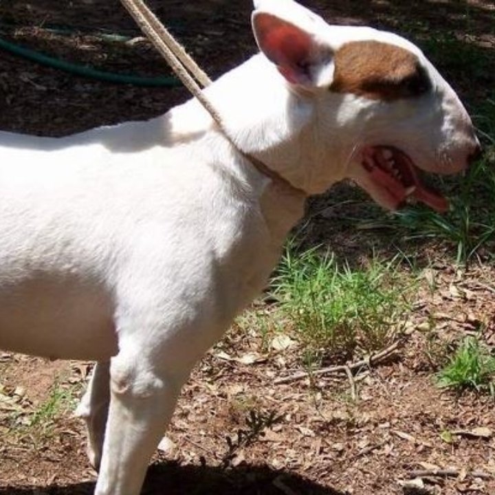 Image 6 | ColbyDoo Bull Terriers