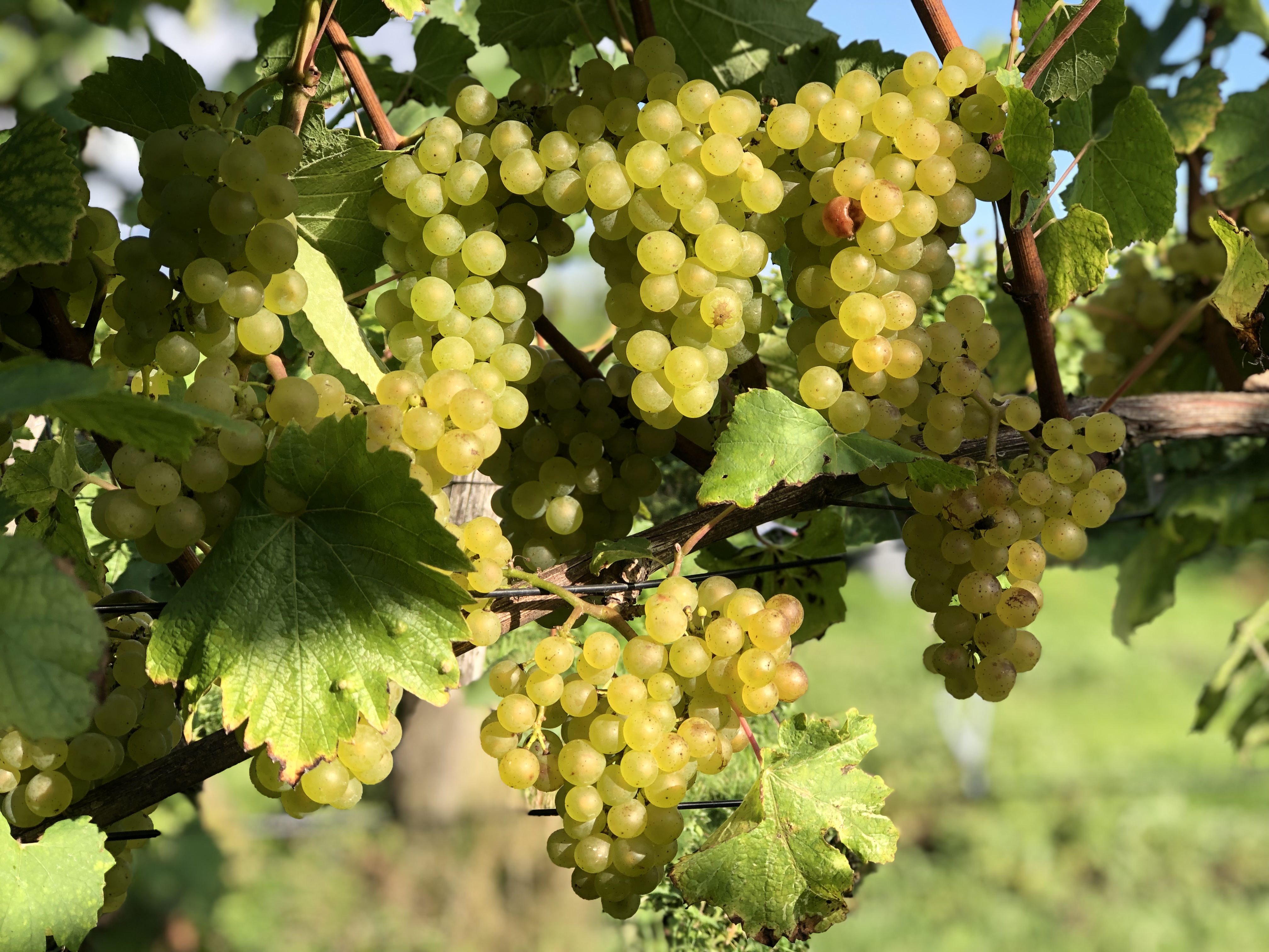 Foto's Landgoed Heenwerf - Heenwerf Winery BV