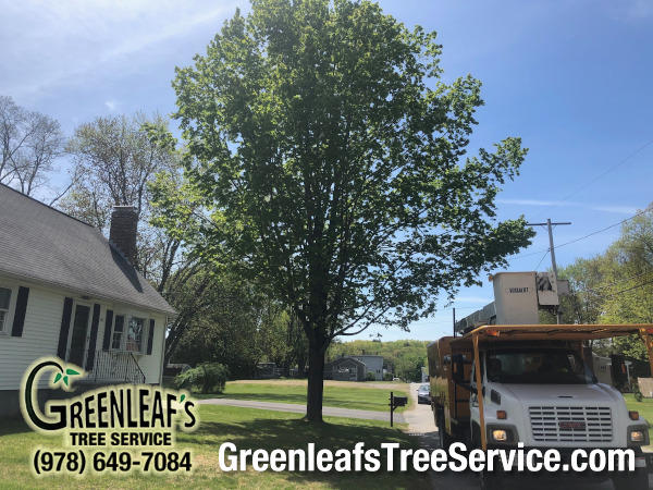 Greenleaf's Tree Service Photo