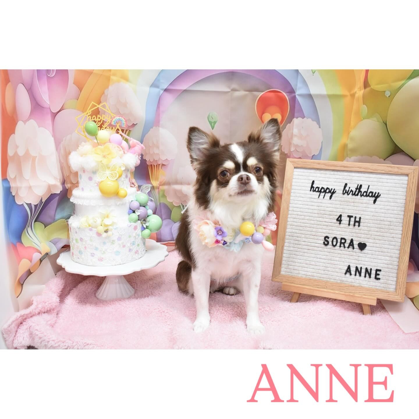 Images わんわんスタイルANNE