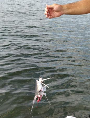 Images E-6 INSHORE FISHING ADVENTURES, LLC