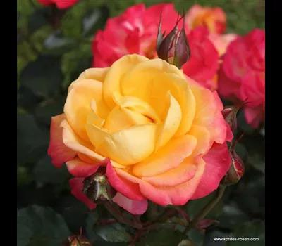 Rose 'Flaming Star'_Zanker Gartenbau