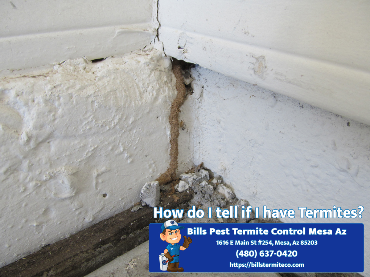 Bills Pest Termite Control Mesa Az Image