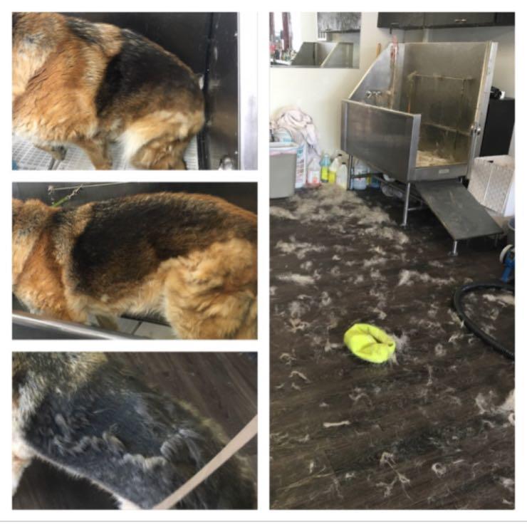 Ok everyone shedding season is here!!!  lol time to book your Furminator Deshedding packages! 