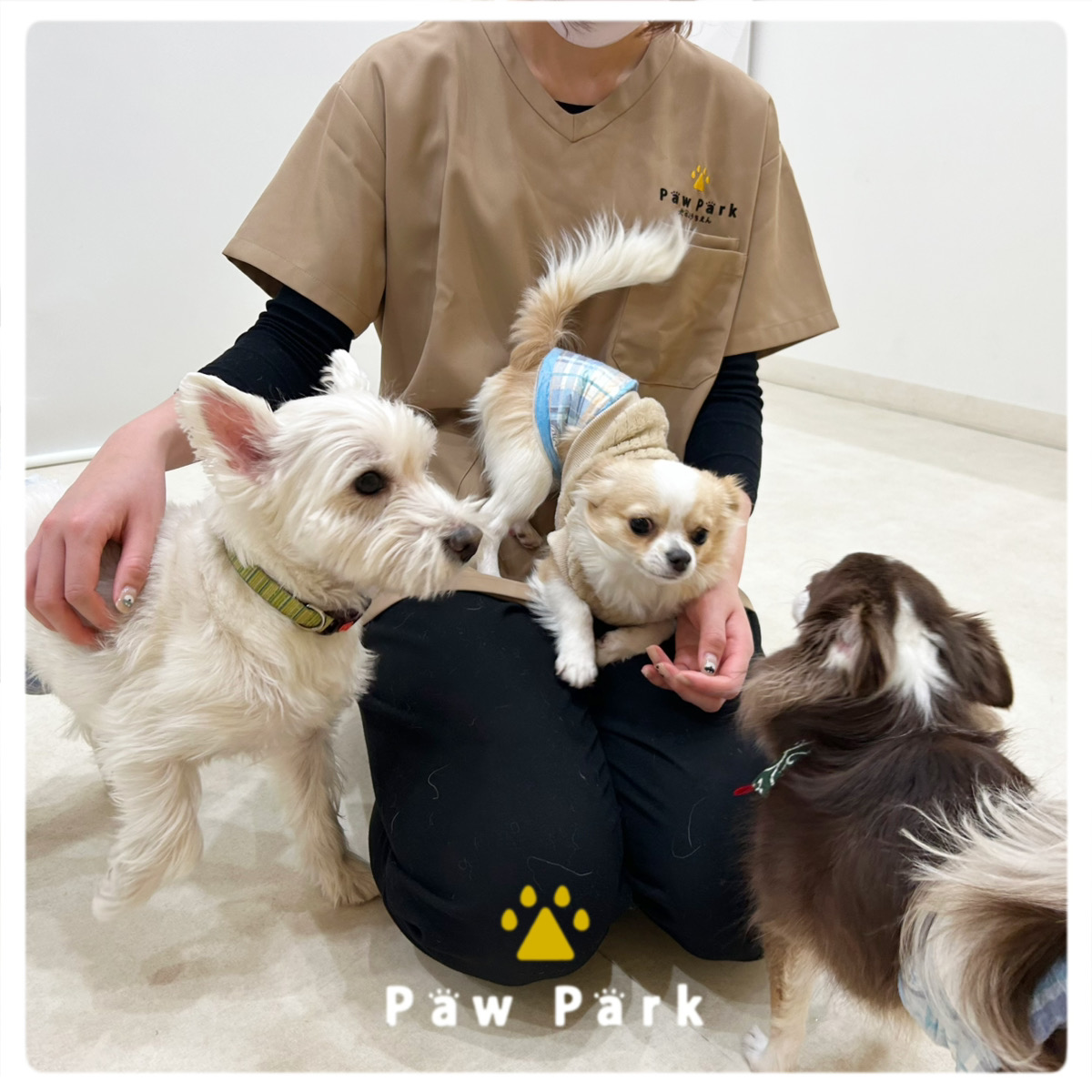 Images PawPark 犬のようちえん 高槻店